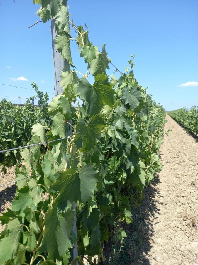 La Quiete Tra Le Vigne Tuscany 科莱萨尔韦蒂 外观 照片