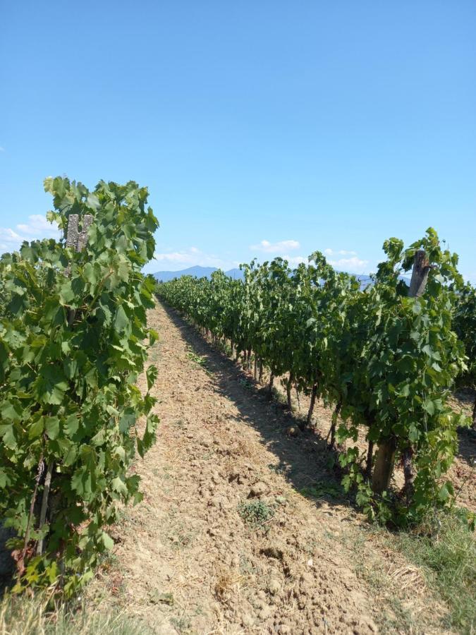 La Quiete Tra Le Vigne Tuscany 科莱萨尔韦蒂 外观 照片