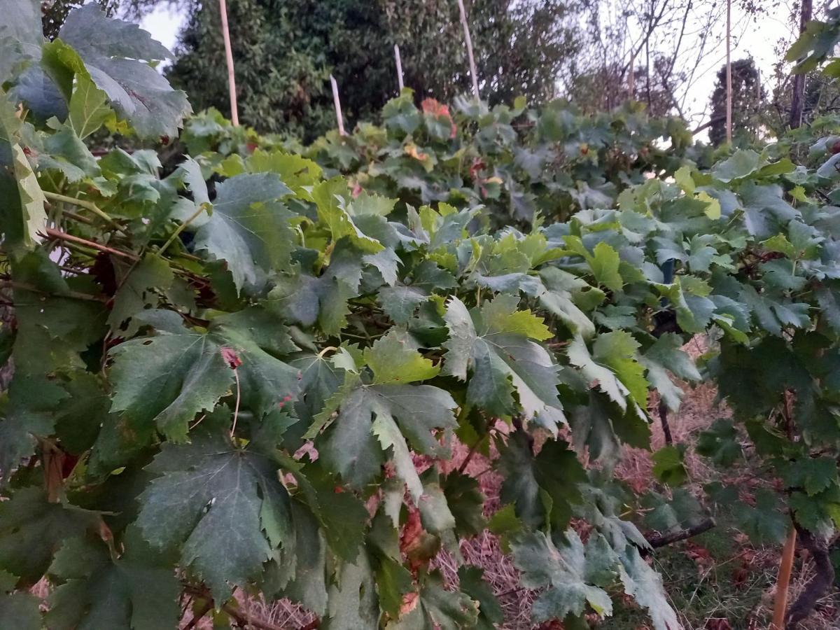 La Quiete Tra Le Vigne Tuscany 科莱萨尔韦蒂 外观 照片