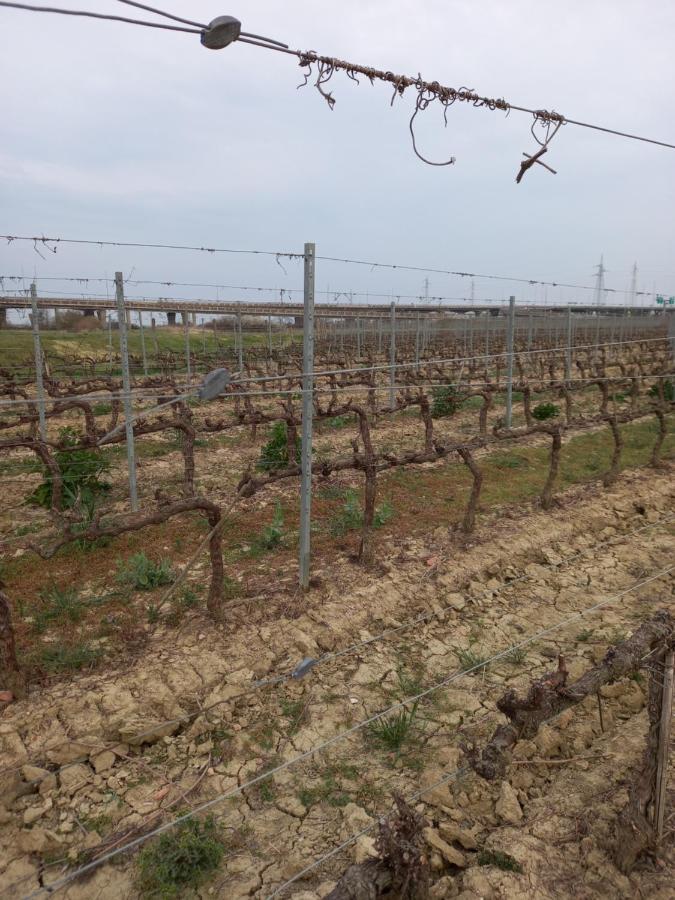 La Quiete Tra Le Vigne Tuscany 科莱萨尔韦蒂 外观 照片