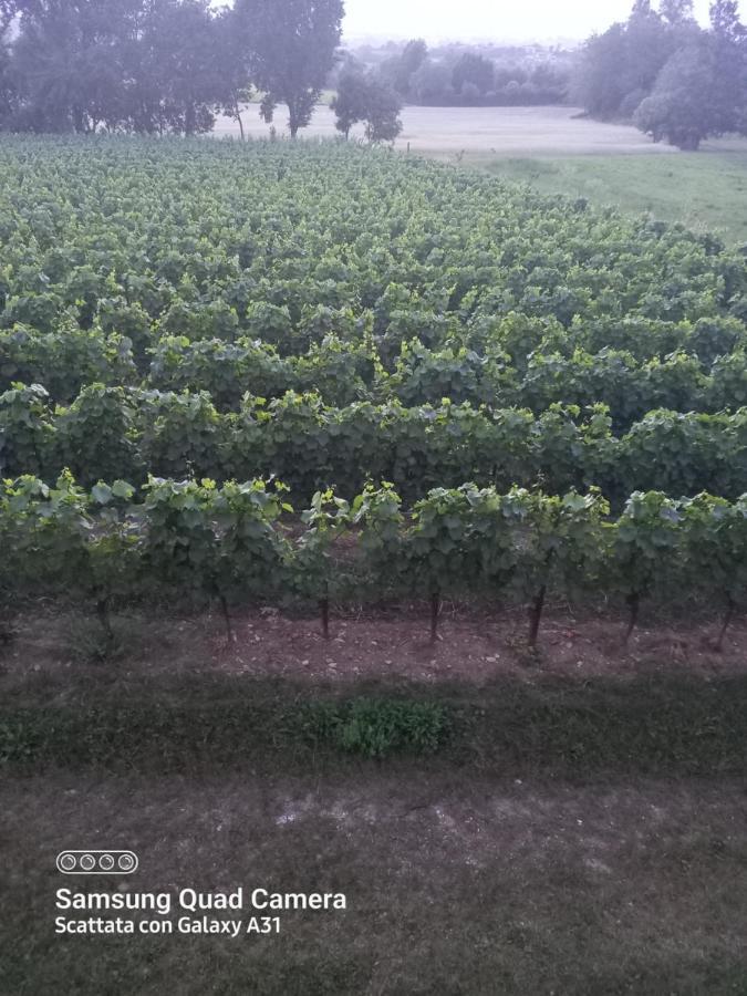 La Quiete Tra Le Vigne Tuscany 科莱萨尔韦蒂 外观 照片